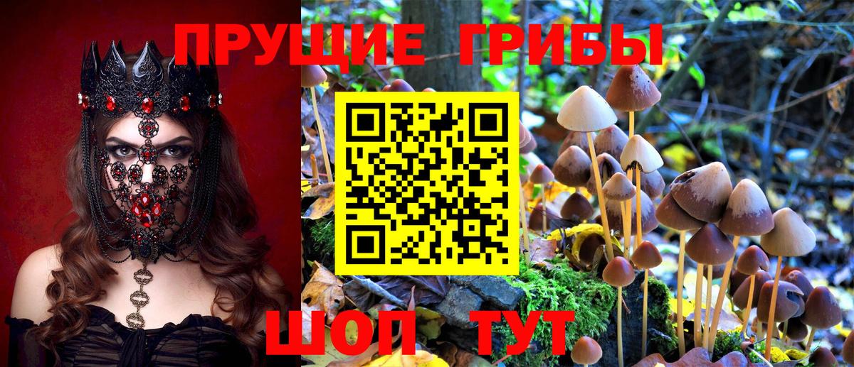 Псилоцибиновые грибы Cubensis Дубна